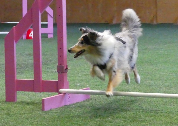 Su Agilityn / Hupilityn PT-valmennusryhm&auml;