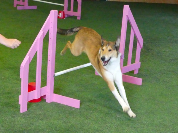 TO AgiJatko klo 18-19:05: Agilityn/Hupilityn jatkoryhm&auml;