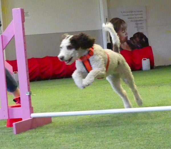 Hupility eli JokaKoiran Agilityn alkeiskurssit  (Pienryhm&auml;koulutus)