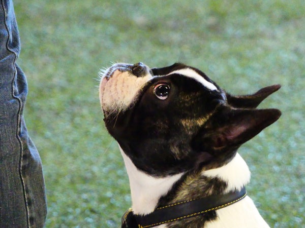 Lajikohtainen sarjakortti