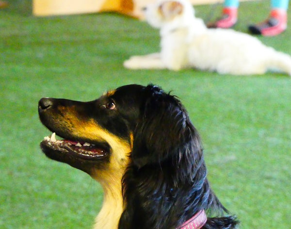 Ke Tottelevaisuusryhm&auml; klo 18:10-19:05 (Toko- & BH- & PK-tottis, Rally-Toko)