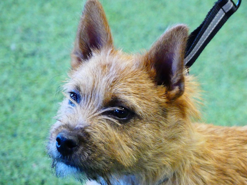 PikkupentujenEsikoulu