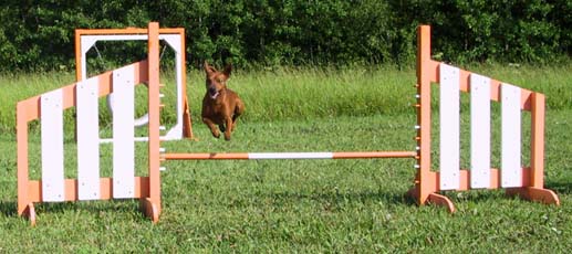 Yksityiskoulutus-Hupility eli JokaKoiran Agilitykurssi kaikentasoisille