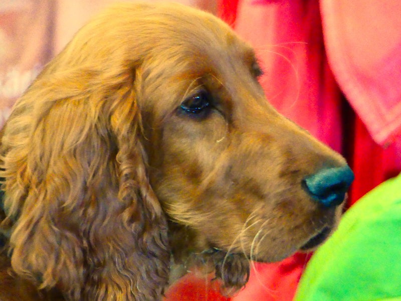 Irtotuntipaikat kaikkiin lajeihin: