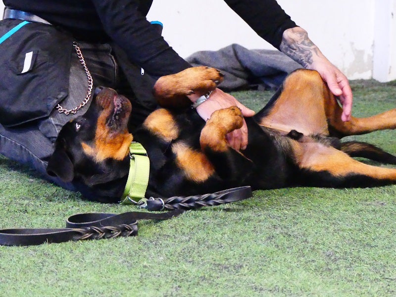 Koiran hyvinvointi- ja jumppakurssi