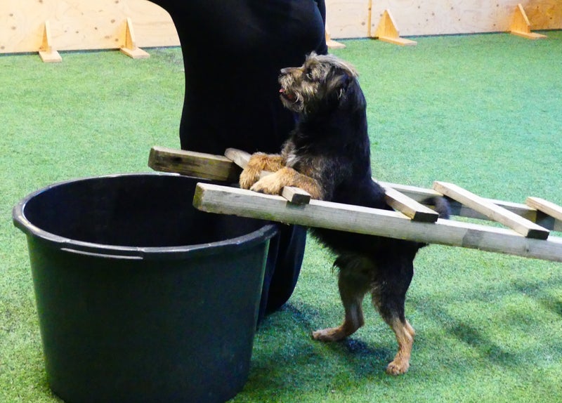 Koiratanssi-kurssit kaikentasoisille