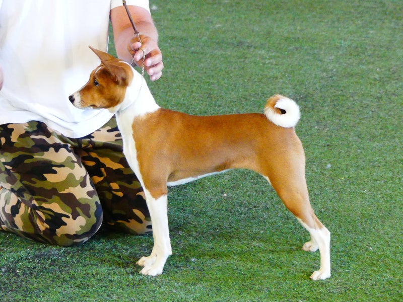 N&auml;yttelykurssi pennuille & junnuille