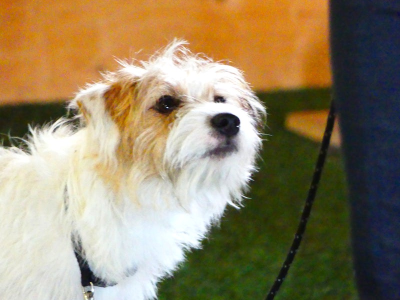 Ongelmakoirakoulutus (kotik&auml;ynti)