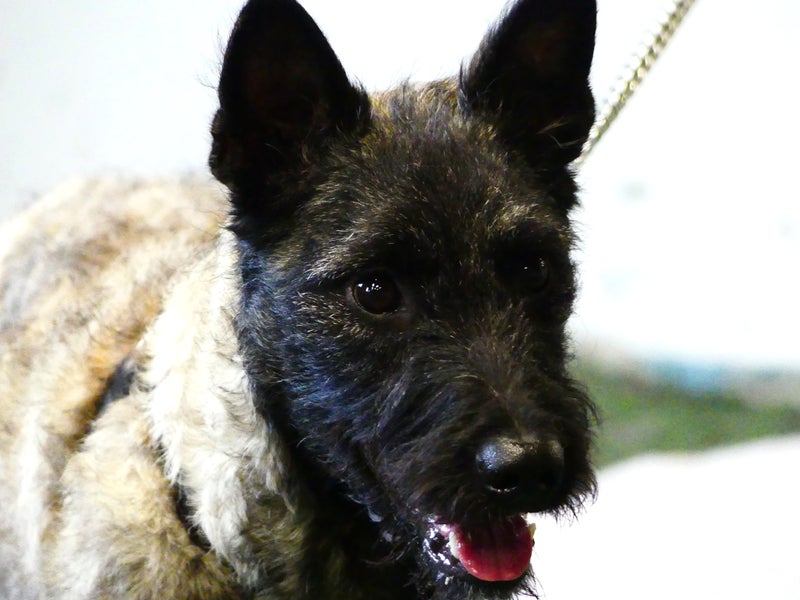 PRO-K eli PerustottelevaisuusPRO-jatkokurssi: K&auml;skyt & Taidot