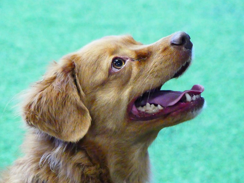 PRO-K eli PerustottelevaisuusPRO-jatkokurssi: K&auml;skyt & Taidot