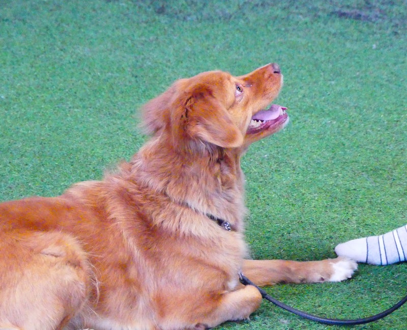 Rally-Toko-kurssit kaikentasoisille