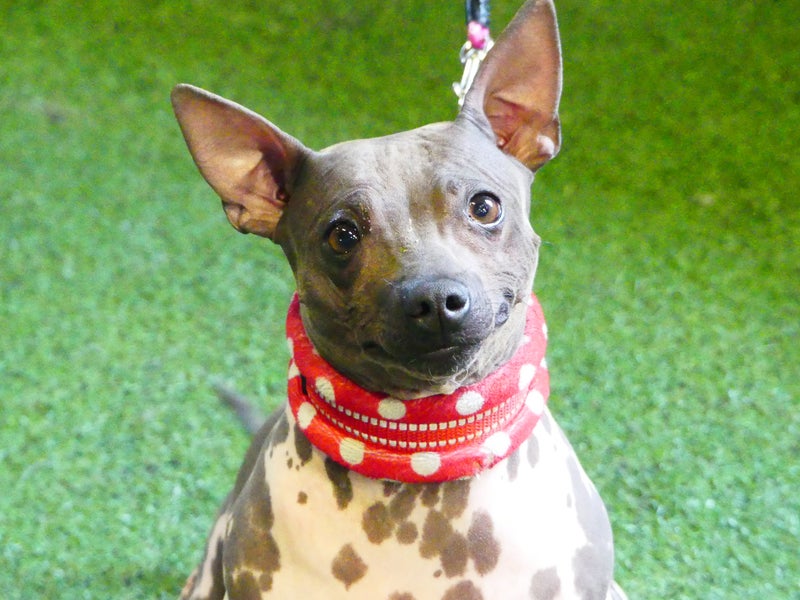 Koirakeskuksen vuokran maksu