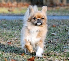 PRO-K eli PerustottelevaisuusPRO-jatkokurssi: K&auml;skyt & Taidot