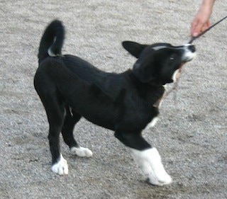 PRO1: PerustottelevaisuusPRO 1 Verkkovalmennus