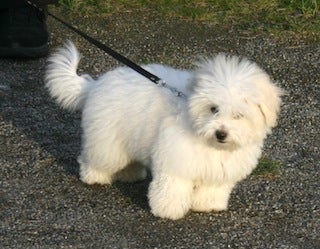 PRO1: PerustottelevaisuusPRO 1 Verkkovalmennus