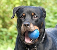 PRO-K eli PerustottelevaisuusPRO-jatkokurssi: K&auml;skyt & Taidot